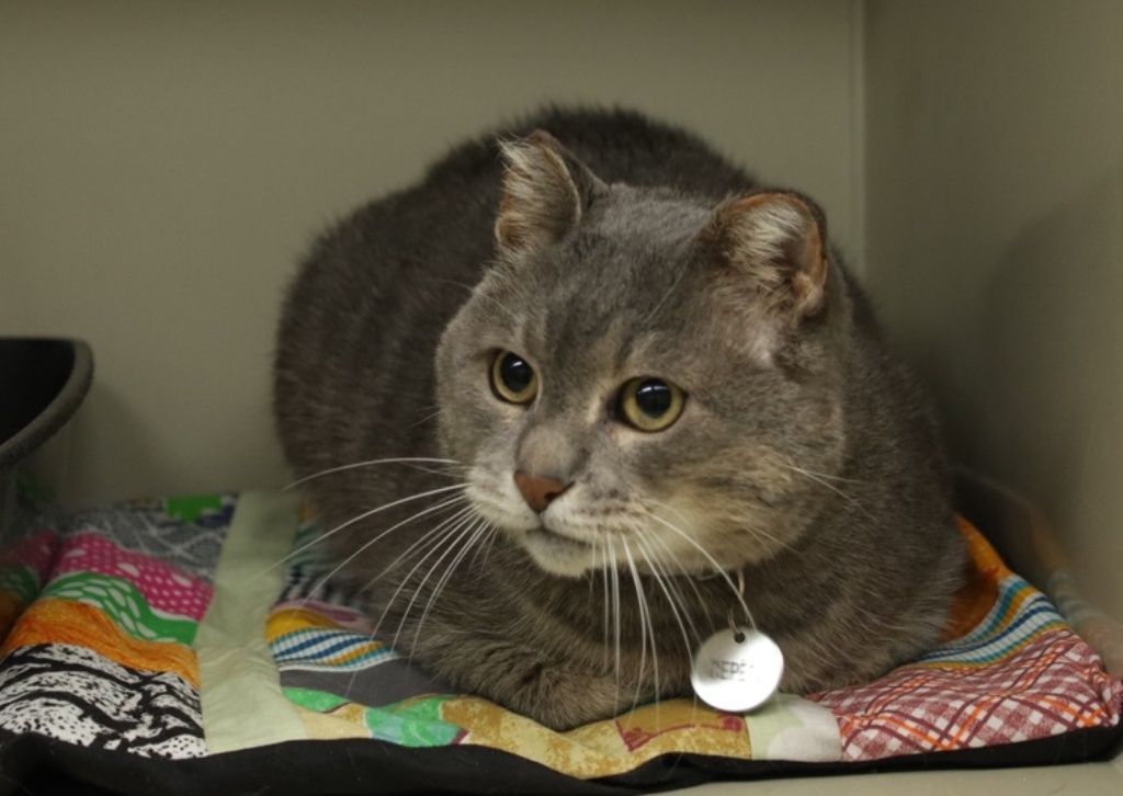 Каньыд абу чача